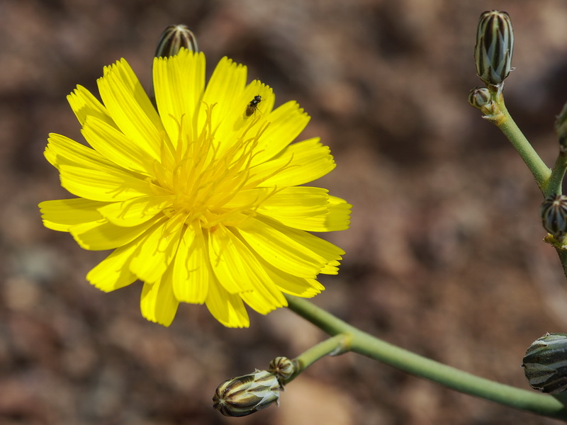 Launaea nudicaulis.07