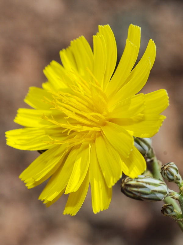 Launaea nudicaulis.09
