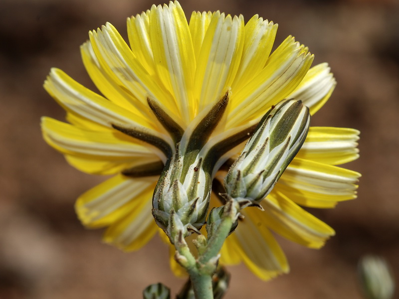 Launaea nudicaulis.10