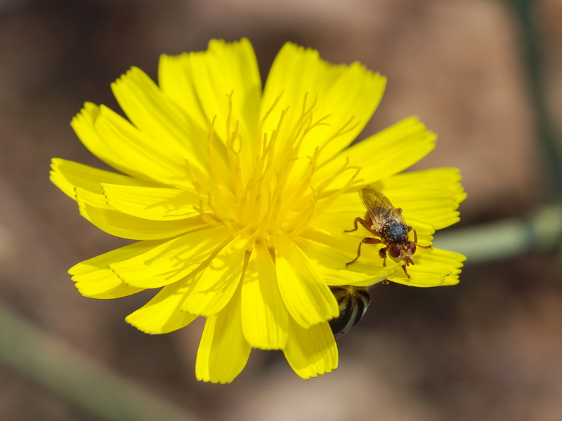 Launaea nudicaulis.11