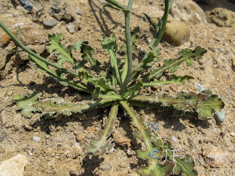 Launaea nudicaulis.12
