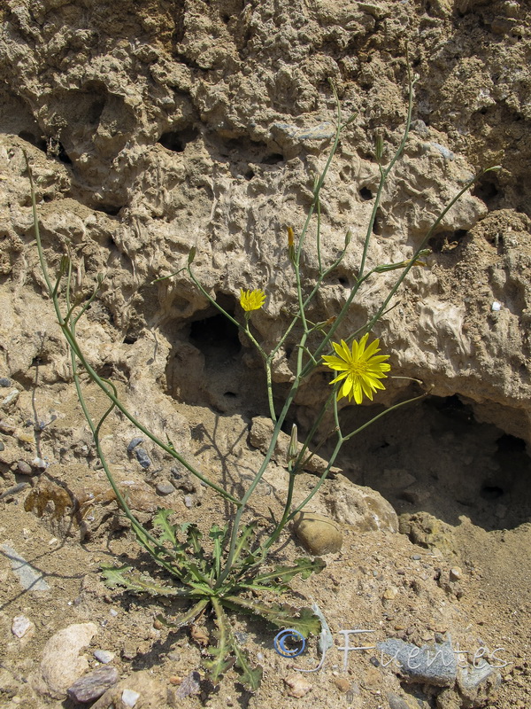 Launaea nudicaulis.13