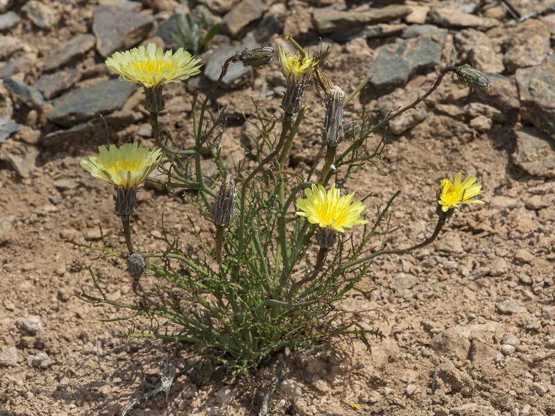 Launaea pumila.02