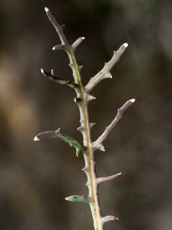 Launaea pumila.07