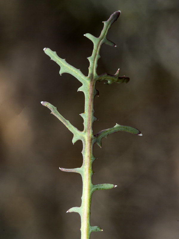 Launaea pumila.08