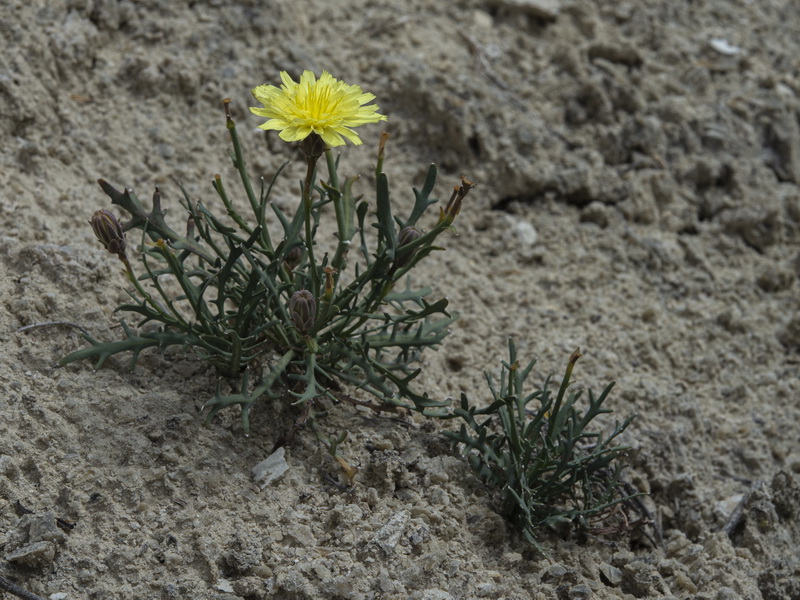 Launaea pumila.03