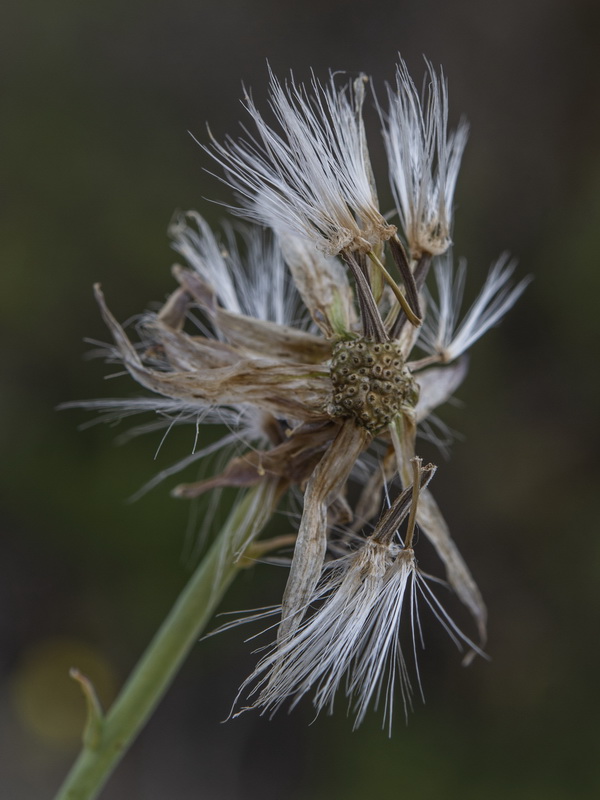 Launaea pumila.22