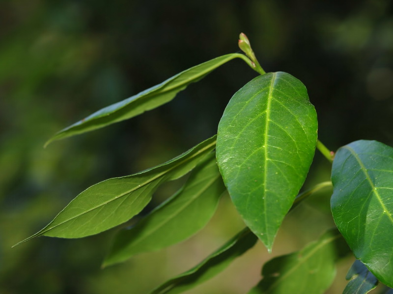 Laurus nobilis.02