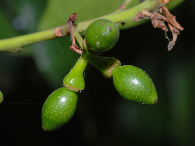 Laurus nobilis.05