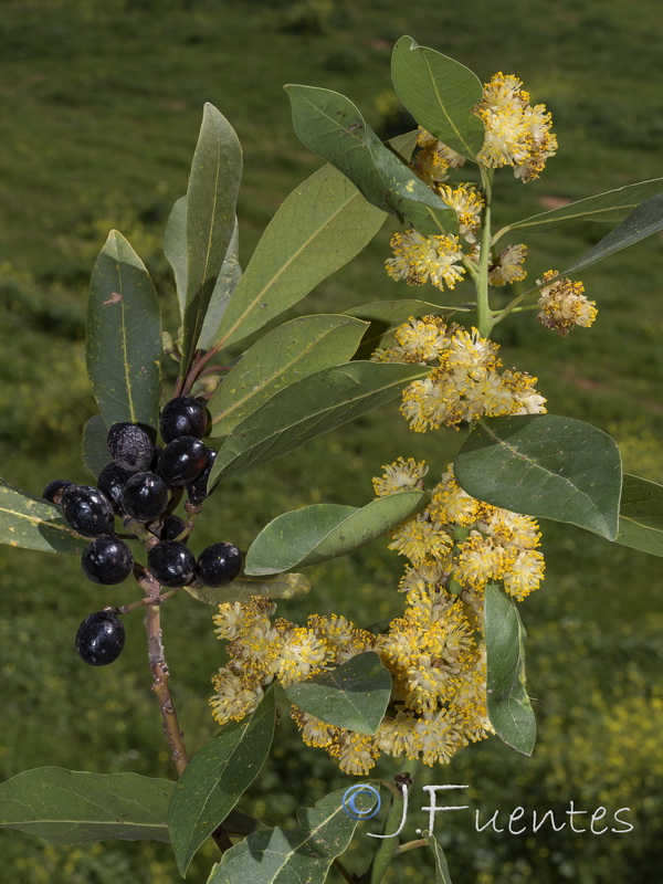 Laurus nobilis.06