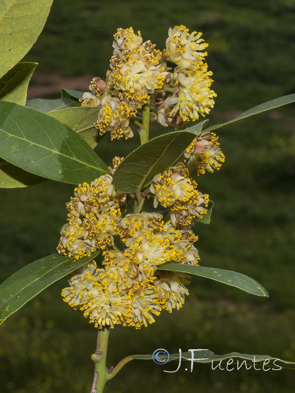 Laurus nobilis.07