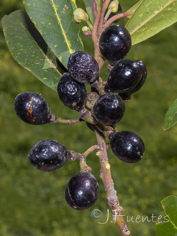 Laurus nobilis.08