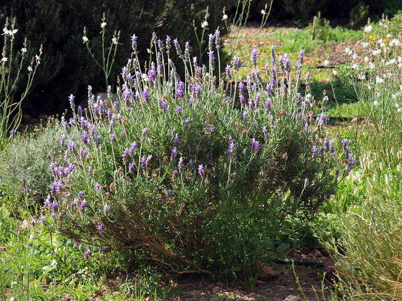Lavandula dentata.01