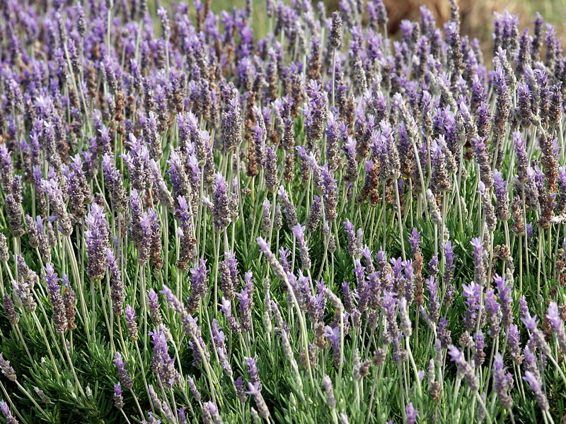 Lavandula dentata.04