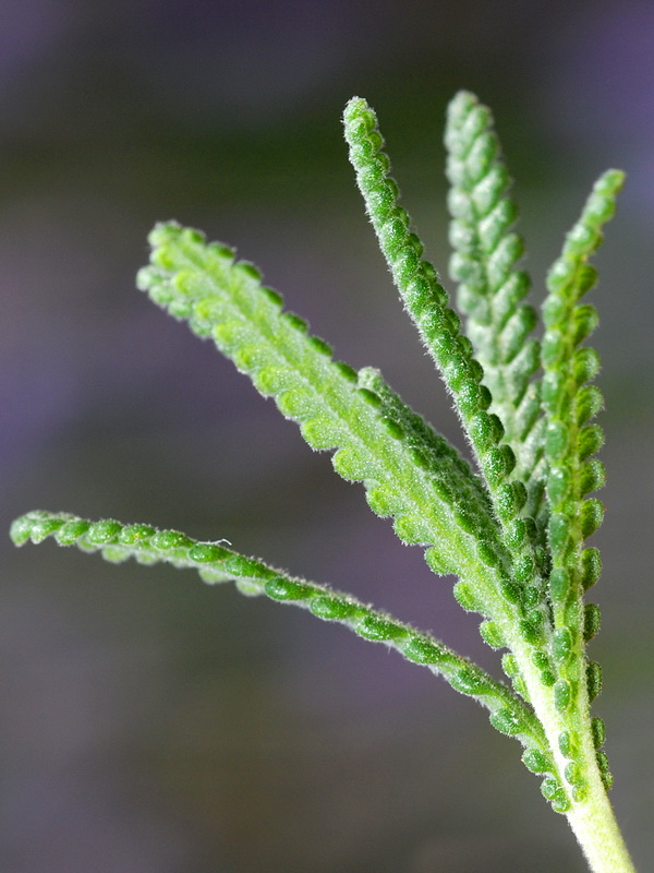 Lavandula dentata.06