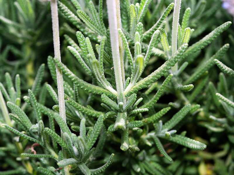 Lavandula dentata.07
