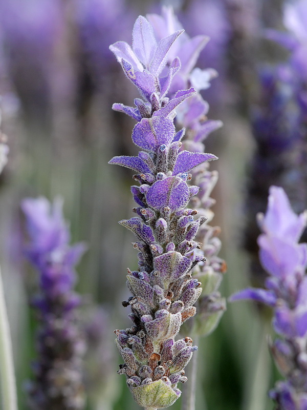 Lavandula dentata.08