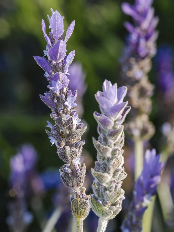 Lavandula dentata.11
