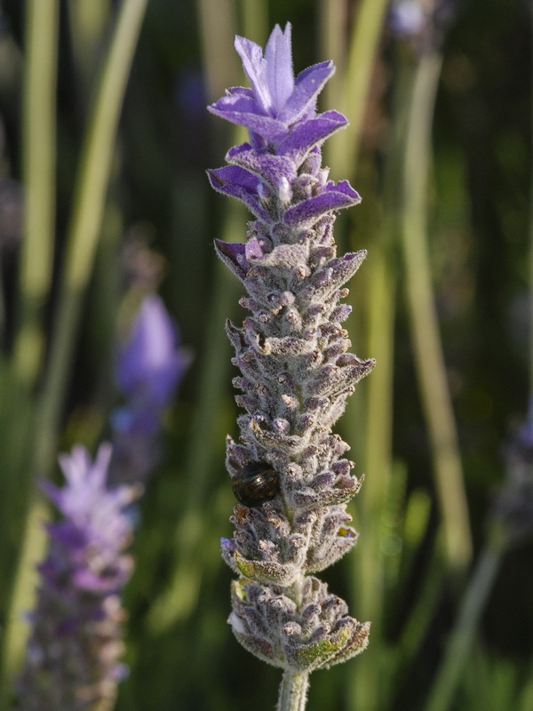 Lavandula dentata.14