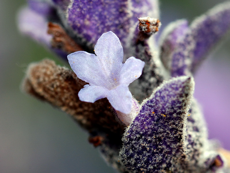 Lavandula dentata.16