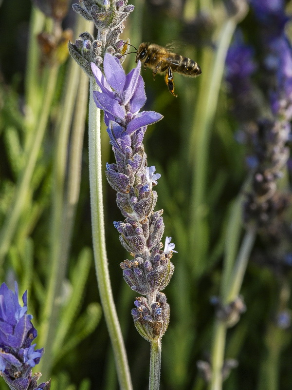 Lavandula dentata.18