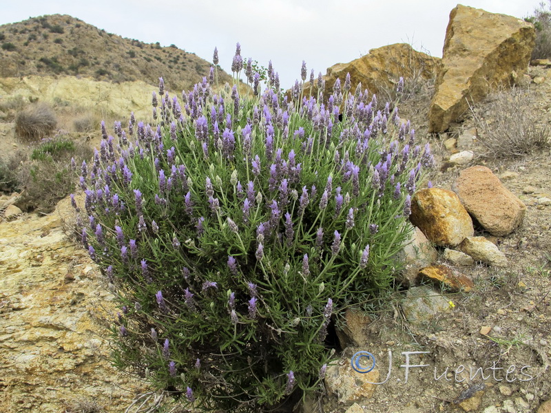 Lavandula dentata.19