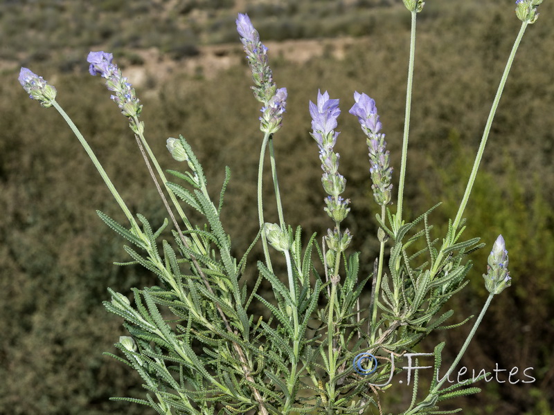 Lavandula dentata.21