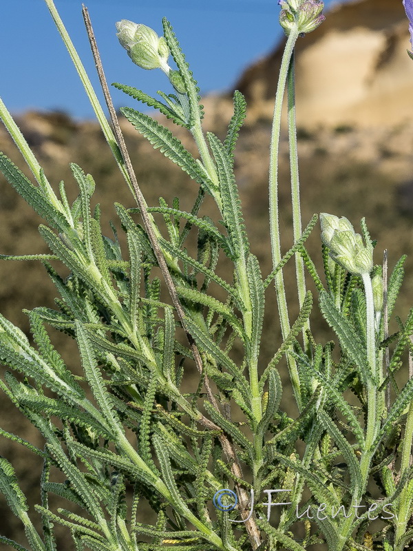 Lavandula dentata.22