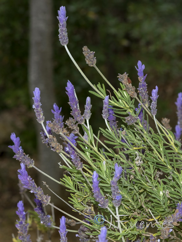 Lavandula dentata.25