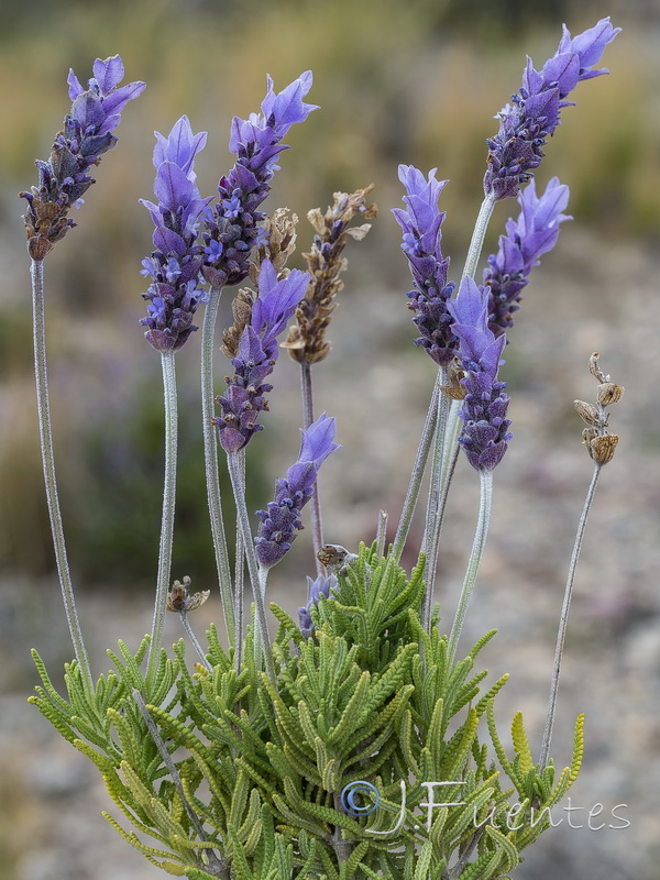 Lavandula dentata.26