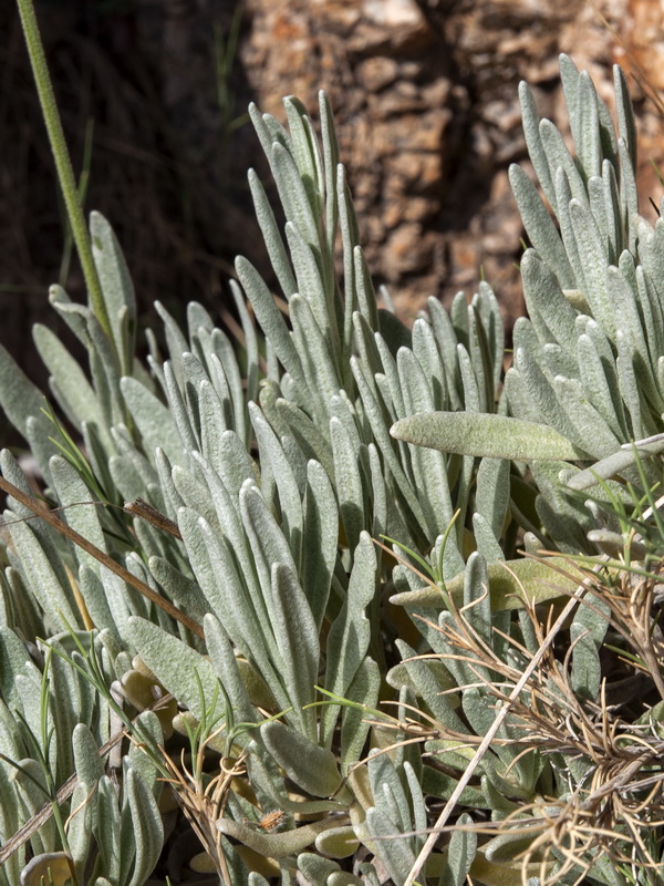 Lavandula lanata.05