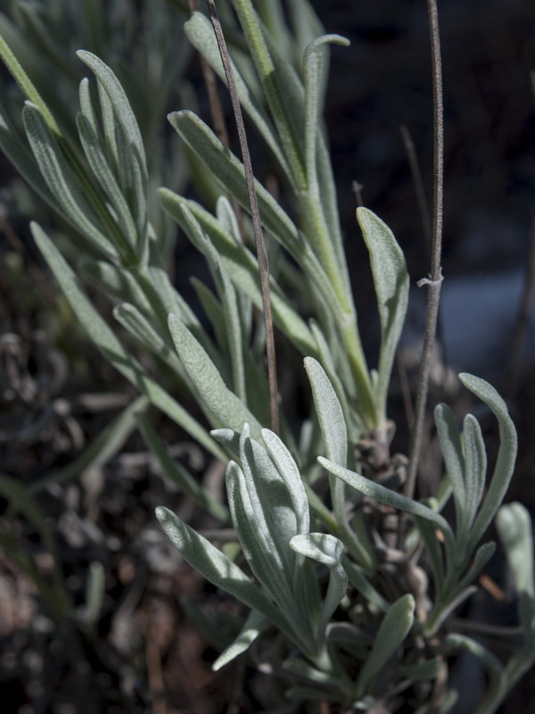 Lavandula lanata.06