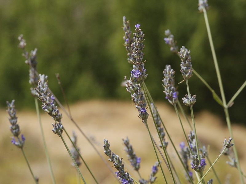 Lavandula lanata.09