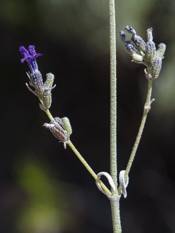 Lavandula lanata.11