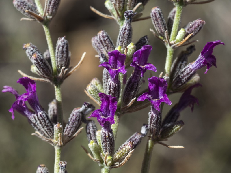 Lavandula lanata.12