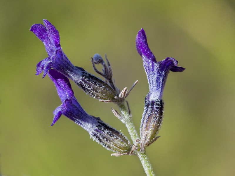 Lavandula lanata.14