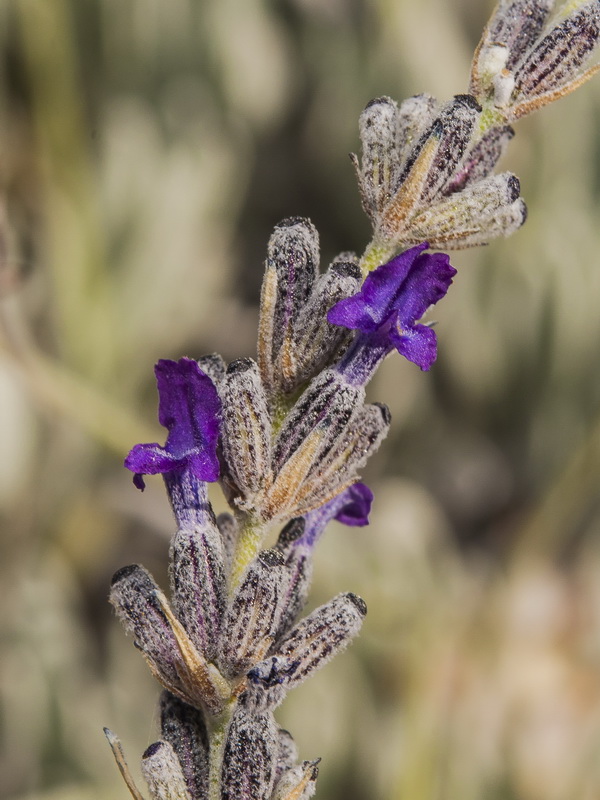 Lavandula lanata.15