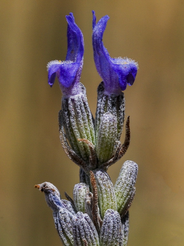 Lavandula lanata.23