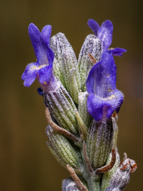 Lavandula lanata.26