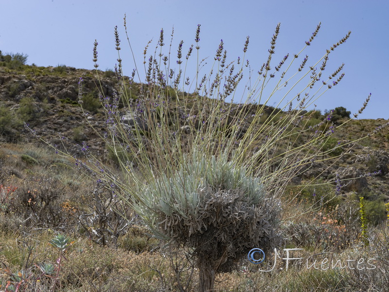 Lavandula lanata.37