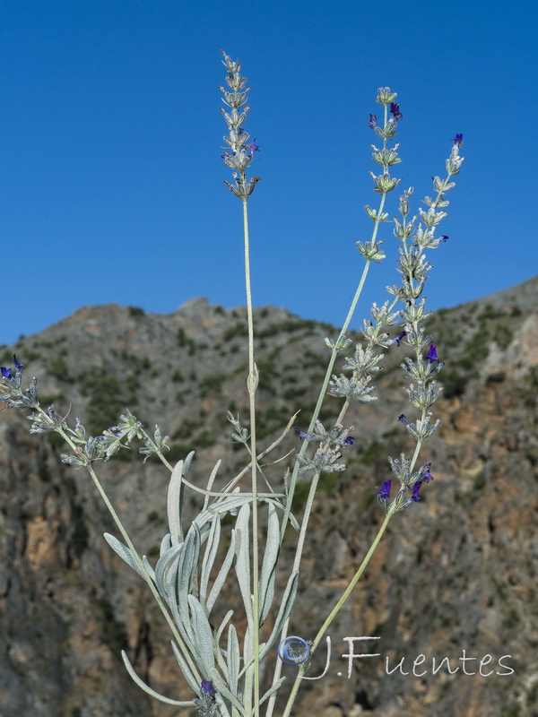 Lavandula lanata.39