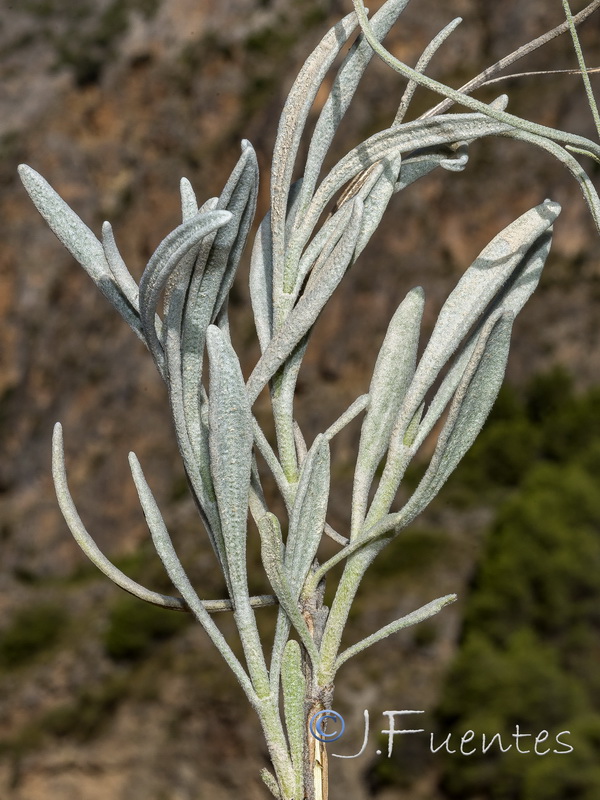 Lavandula lanata.40