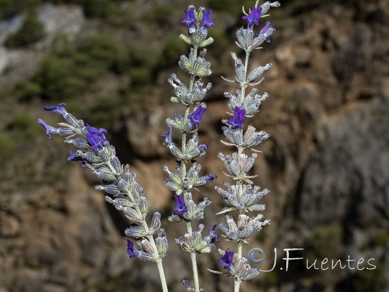 Lavandula lanata.41