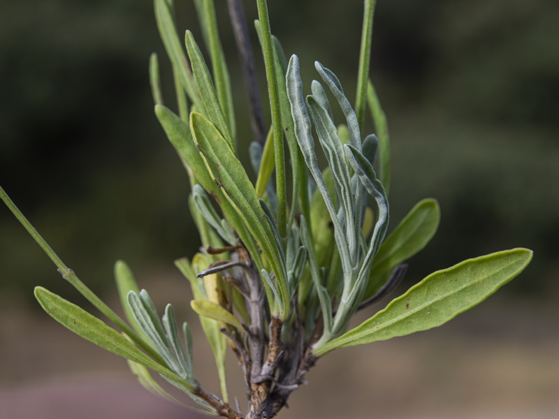 Lavandula latifolia.05