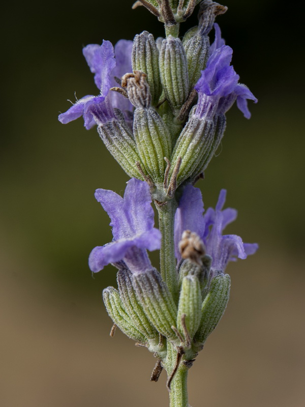 Lavandula latifolia.07