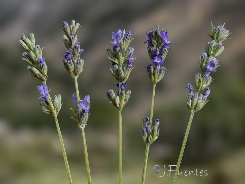 Lavandula latifolia.13