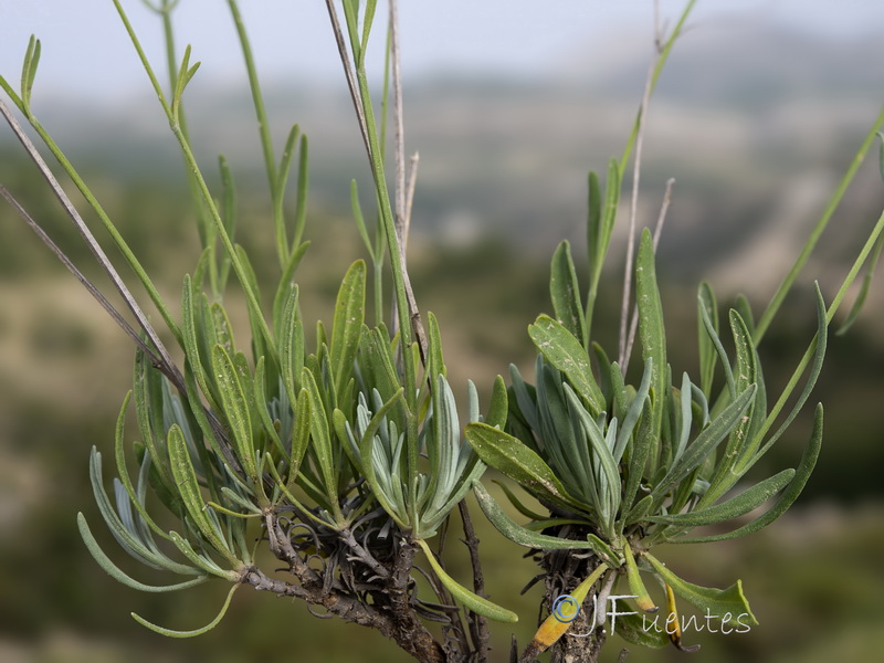 Lavandula latifolia.05