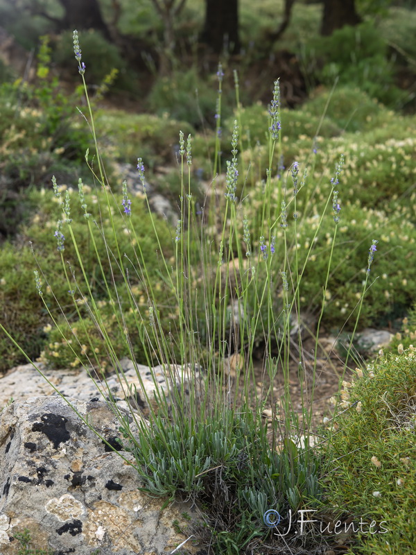 Lavandula latifolia.08