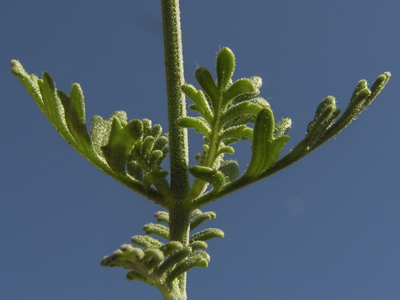 Lavandula multifida.03