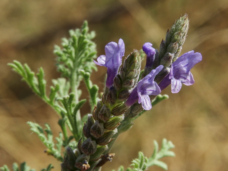 Lavandula multifida.04